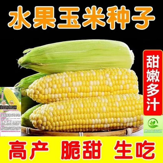 Sweet and crispy fruit corn, sweet and sticky corn, four big sticks, eaten raw in early seasons and grown in the field. Sweet and crispy fruit corn seeds. Sweet and crispy fruit corn seeds, original 5 packs of 200 grains.