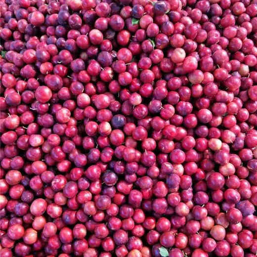 Yimi Bamboo cherry plum saplings cherry and plum combined cherry saplings and plum saplings planted in the south and north potted plants eight years old seedlings one plant full of results