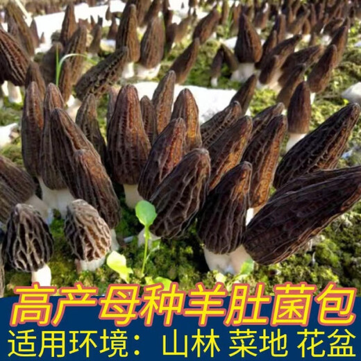 羊肚菌菌种不出包赔高产母种蘑菇菌种速产食用菌菌种阳台盆栽种植 羊肚菌菌种【高产】 【677粒】菌种+种植说明