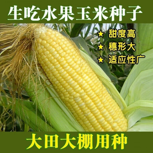 Sweet and crispy fruit corn, sweet and sticky corn, four big sticks, eaten raw in early seasons and grown in the field. Sweet and crispy fruit corn seeds. Sweet and crispy fruit corn seeds, original 5 packs of 200 grains.