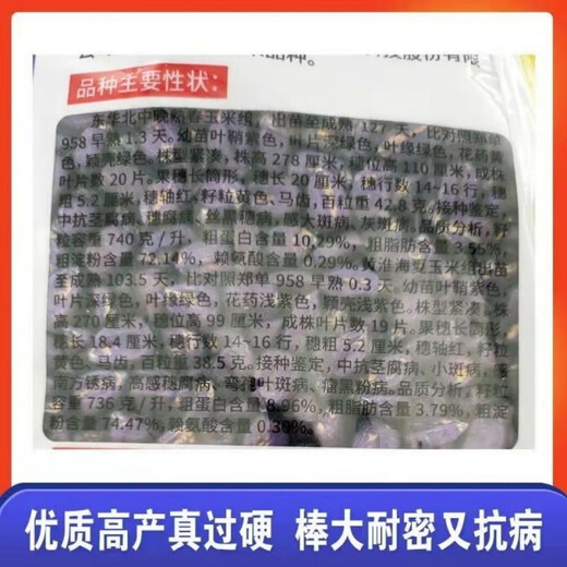 明天695高产玉米种子矮杆大棒耐密 明天695玉米种抗病抗倒伏 明天695玉米种子