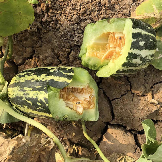 Bomei No. 9 croissant honey melon seeds Boyang 9 flower skin green flesh thin skin sweet crispy balcony potted melon seeds 20 capsules Bomei No. 9 original, super high quality