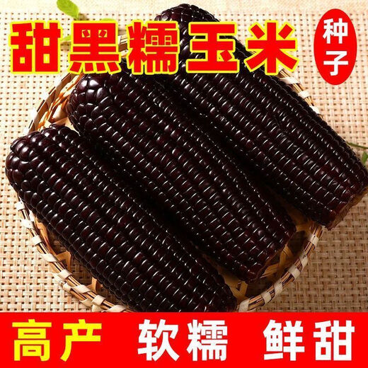 Spring black sweet waxy corn seeds, super sweet seeds, four seasons, high yield, extra large drought-tolerant seed corn, nationally approved black waxy corn seeds, 2 packs, about 100 grains
