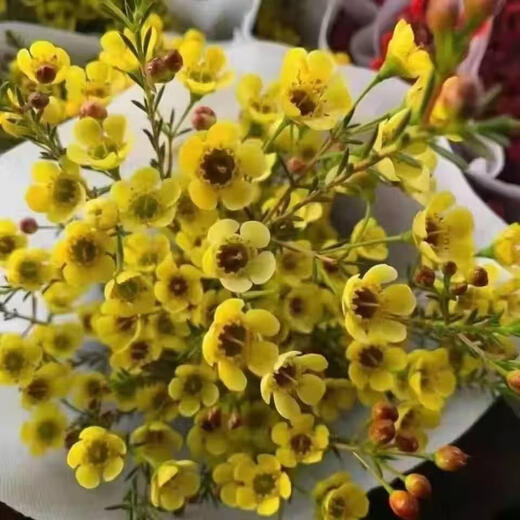Australian wintersweet flowers bouquet living room decorations Yunnan base straight hair water-raised flower arrangements fresh cut flower ornaments New Year's Eve flowers two bouquets of red wintersweet flowers vase not included