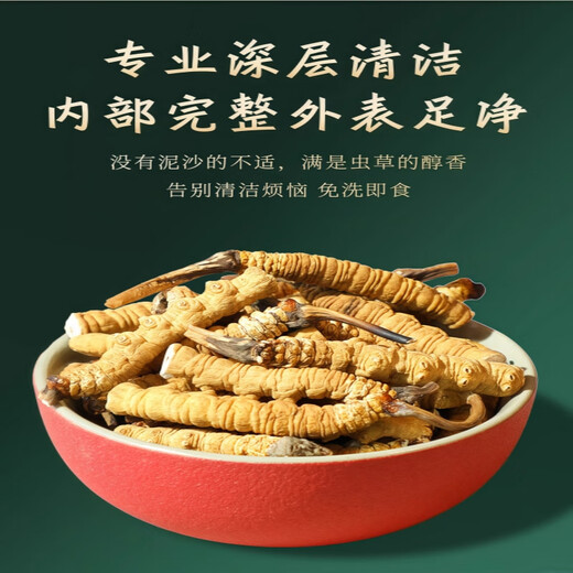 【支持质检】10克大断草正宗冬虫夏草断草虫草断草自食滋补 虫草 20克装送两克发22克