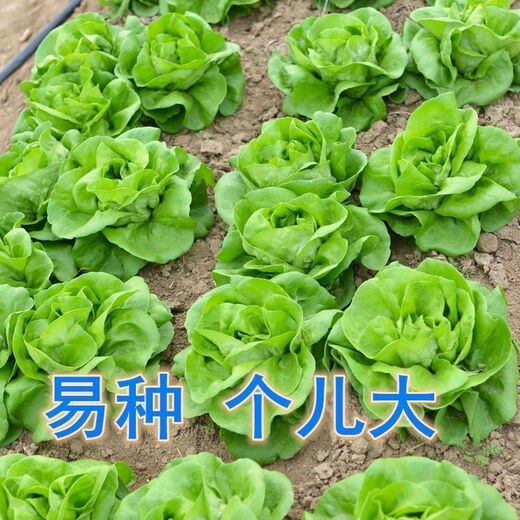 奶油生菜新鲜蔬菜叶菜类生菜生吃凉拌甜脆多汁沙拉 ()奶油生菜-籽籽2包【3888粒】