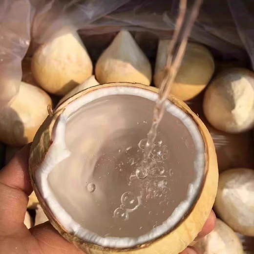 SF Thai Coconut King, freshly imported coconuts, fresh seasonal fruits, 5 pieces, each about 400g