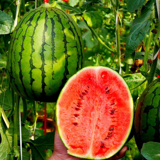 Dayu early spring ruby watermelon seeds rock candy heart 2k potted small watermelon seedlings with soil seedlings suitable for southern planting early spring ruby watermelon seeds 20 capsules early maturing