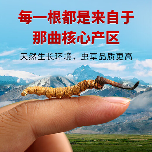 东仔【西藏那曲】野生冬虫夏草高海拔野生虫草断草滋补品礼盒送长辈 【西藏那曲野生】大号断草-全家滋补 5克（礼盒装）