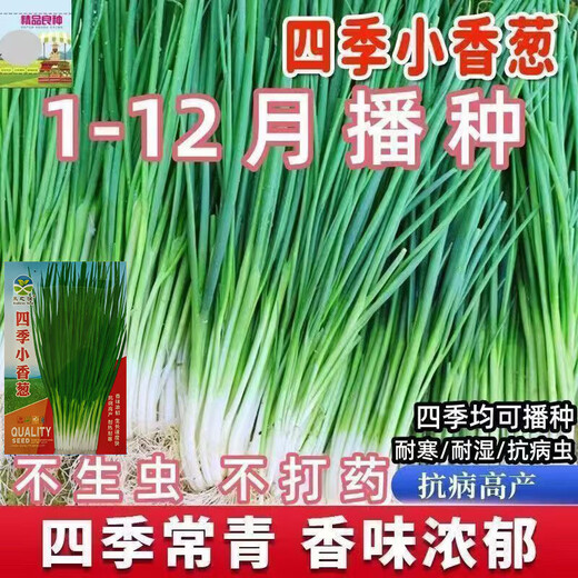 Spring vegetables, heat-resistant and cold-resistant four-season chive seeds, easy to grow potted vegetable and fruit seeds. Four-season chive seeds, easy to plant, soaked in soil to germinate, can be planted in all seasons, original selection, 1 pack, about 800 seeds