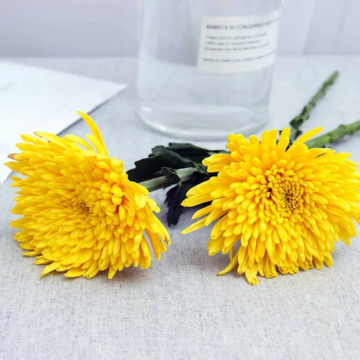 New type of Qingming Festival yellow and white chrysanthemum flower bouquet mourning grave sweeping ancestor worship mountain praying to God Guangzhou base speed white chrysanthemum 60 pieces