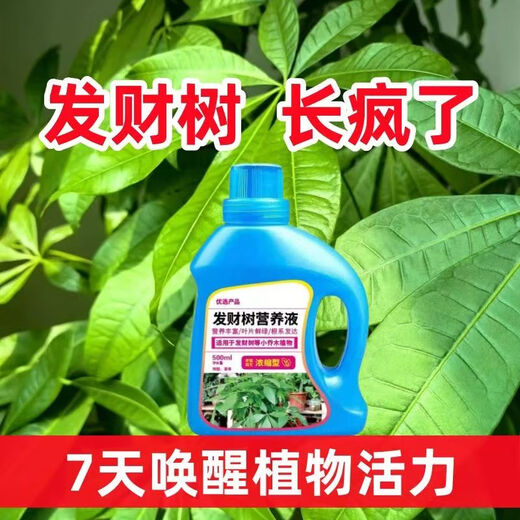 Aishangke Money Tree Nutrient Solution, the leaves turn yellow and fall off, the roots rot and the leaves fall off. Special fertilizer to promote roots, seedlings and sprouts without dilution. Buy 2 get 1 free. 3 bottles*500ml.