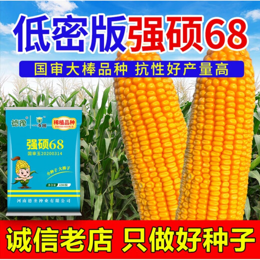 New ultra-high-yielding Academy of Agricultural Sciences original authentic national-approved corn seed red shaft big stick Qiangshuo 68 drought and disease resistance yellow bag Qiangshuo 68 4200 *5 bags national-approved original authentic