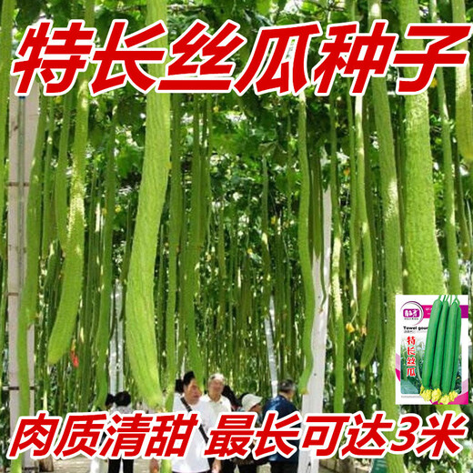 Long luffa seeds are planted in all seasons, early maturing snake-shaped luffa garden pots contain luffa, meat and vegetable seeds. The flesh is sweet. Long luffa seeds are planted all year round. Original 75 capsules. 88% people choose it.