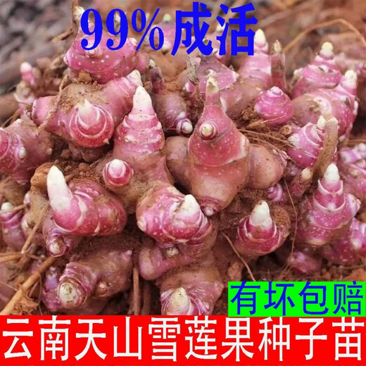 Yunnan Snow Lotus Seedlings Seedlings Seed Planting Fruit Seeds Bulb Seedlings Yellow Heart Fresh Base High Yield Soil 2Jin Jin is equal to 0.5kg (divided into 8 to 15 plants for planting)