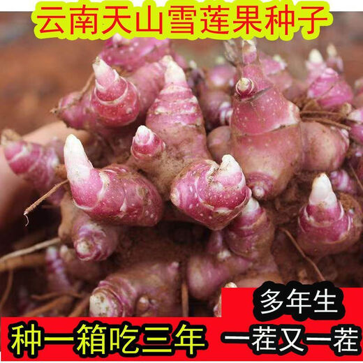 Yunnan Snow Lotus Seedlings Seedlings Seed Planting Fruit Seeds Bulb Seedlings Yellow Heart Fresh Base High Yield Soil 2Jin Jin is equal to 0.5kg (divided into 8 to 15 plants for planting)