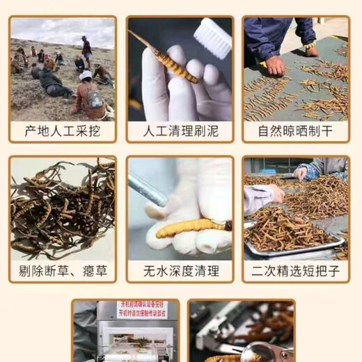 高海拔冬虫夏草正品头期干货虫草3根/克  2根/克多种规格高档礼盒 精品那曲0.6根一克50条送1根