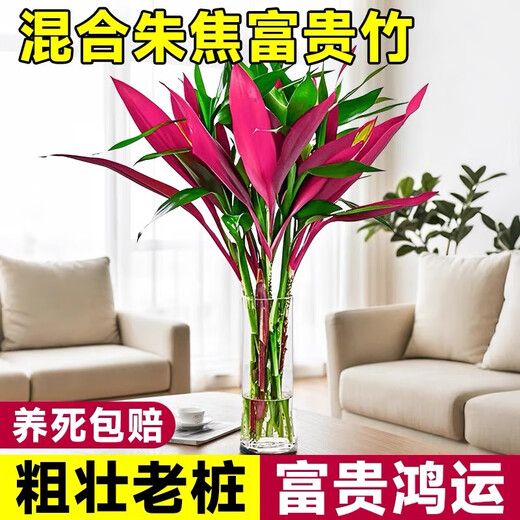 Lucky Double Color Lucky Bamboo Hydroponic Plants Mixed with Green Plants and Flowers for Buddha Good Luck and Wealth Red Vermilion Banana Chinese Valentine's Day Red Vermilion Banana + Lucky Bamboo 60CM (8 Branches)