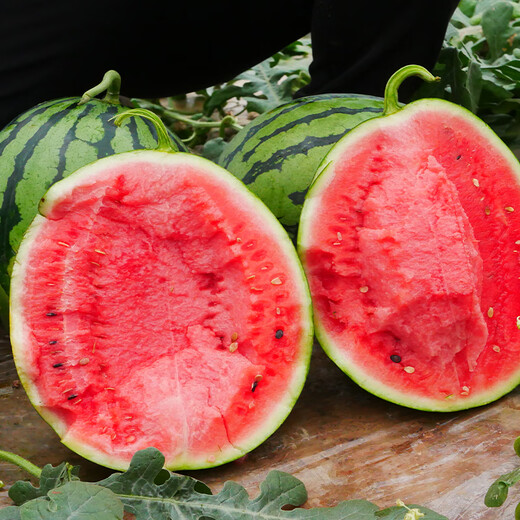 New varieties of Beishu Kirin watermelon seeds, Lazy Man, Southern Meidu watermelon seeds, Zaojia 8424 watermelon seeds 50g/barrel