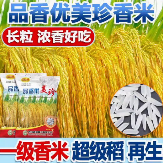 High-yield first-grade fragrant rice rice seeds, fragrant and elegant, hybrid rice, disease-resistant and lodging-resistant fragrant rice, long-grain rice, large ear length/intense ears/first-grade fragrant rice 1 bag 1Jin Jin is equal to 0.5 kg