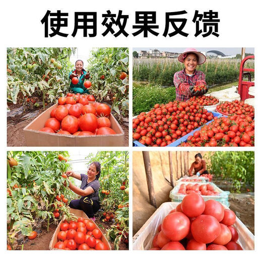 Tomato Disease Bacteria Clearing Microbial Bacteria Tomato Disease Botrytis Botrytis Anthrax Fungicide Non-Toxic Bacteria-Inhibiting Bacteria Best Selling Tomato Bacteria Clearing Tomato Bacteria Clearing 100g 1 Bottle