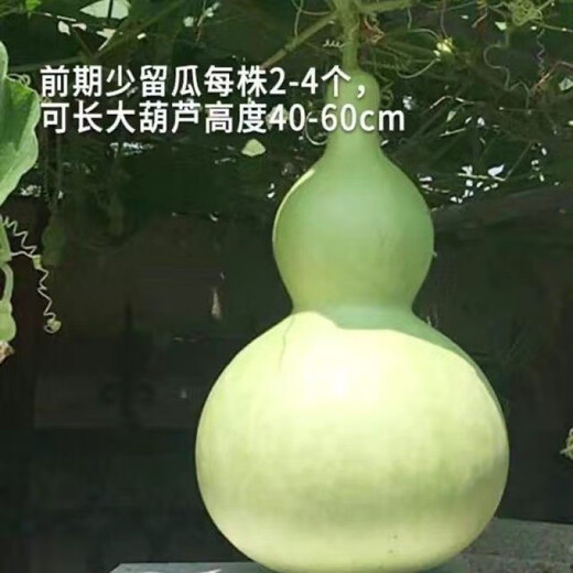New product Jiuxianbao gourd extra large gourd seeds vegetable balcony garden potted climbing vine seeds Jiuxianbao gourd seeds seeds buy three get two free 5 packs