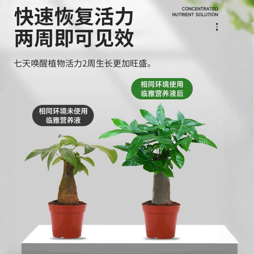 Nutrient solution plant general flower fertilizer fortune tree rich bamboo green dill hydroponic potted household flower flower fertilizer general type 500 ml bottle