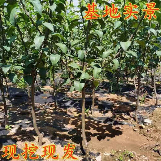 Yimi Bamboo and Pear Tree Fruit Seedlings Grafted Seedlings Cuiguan Pear Tree Fengshui Pear Tree Seeds Planted in the Field That Bear Fruit Pear Tree Seedlings Fruit Tree Fruit Seedlings Rock Sugar Snow Pear 5-year Grafted Seedlings Non-live Guaranteed