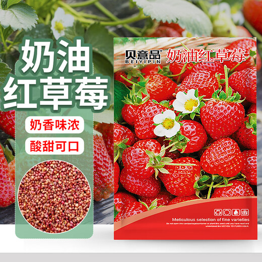 Beipin Cream Strawberry Seeds are big and sweet. They bloom and bear fruit all year round. Strawberry seeds are potted fruits for the courtyard and balcony. Cream Strawberry Seeds. About 1,000 capsules.