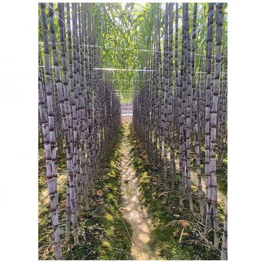 Jingyu Festival long purple-skinned fruit sugarcane seeds with many golden sugarcane seedlings, black-skinned sugarcane seedlings, strong and easy to survive, black-skinned 100 fruit sugarcane seedlings