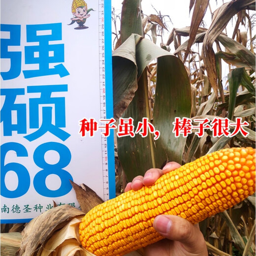 New ultra-high-yielding Academy of Agricultural Sciences original authentic national-approved corn seed red shaft big stick Qiangshuo 68 drought and disease resistance yellow bag Qiangshuo 68 4200 *5 bags national-approved original authentic