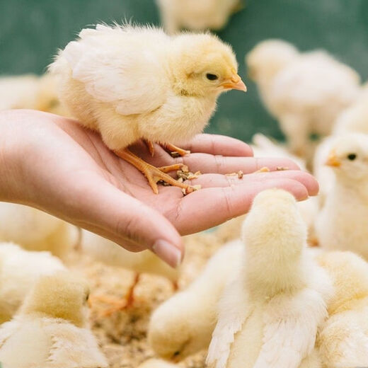 Direct selling chicken feed for chickens, opening layer, egg laying, broiler and fattening pellets full price feed 40Jin Jin is equal to 0.5kg small pellet chicken feed