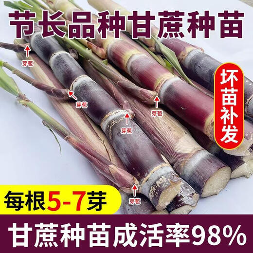 Jingyu Festival long purple-skinned fruit sugarcane seeds with many golden sugarcane seedlings, black-skinned sugarcane seedlings, strong and easy to survive, black-skinned 100 fruit sugarcane seedlings