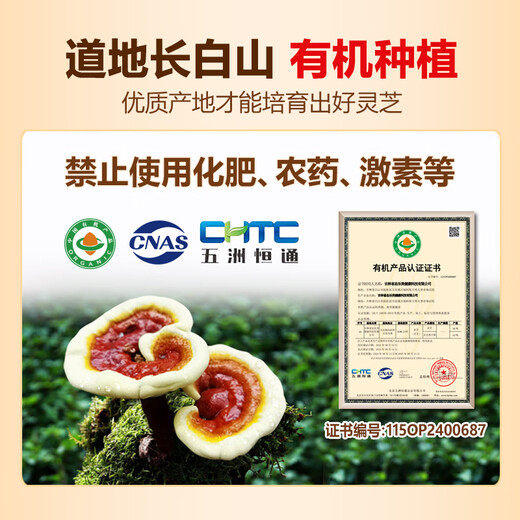 Jinglemei Big Package] Break-block Ganoderma lucidum spore powder Changbai Mountain rich in spore oil for middle-aged and elderly people to strengthen the spleen and stomach to nourish the essence and energy. Massage package [1500g]
