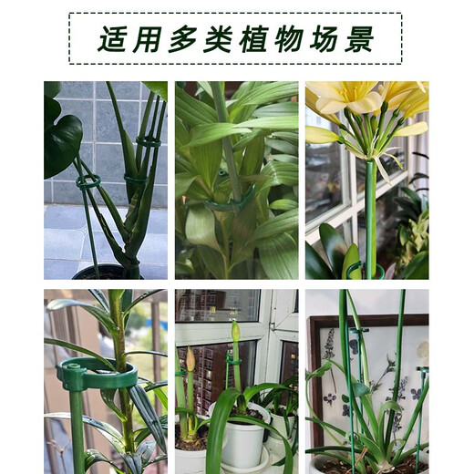 Shanghai Gardener Plant Support Pole Monstera Flower Support Frame Green Planting Gardening Vegetables Tomato Climbing Frame Prevent Lost Fixed Artifact 30cm/3 high roots 6 snaps + 3 floor inserts