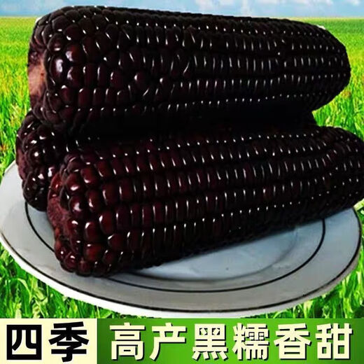 Spring black sweet waxy corn seeds, super sweet seeds, four seasons, high yield, extra large drought-tolerant seed corn, nationally approved black waxy corn seeds, 2 packs, about 100 grains
