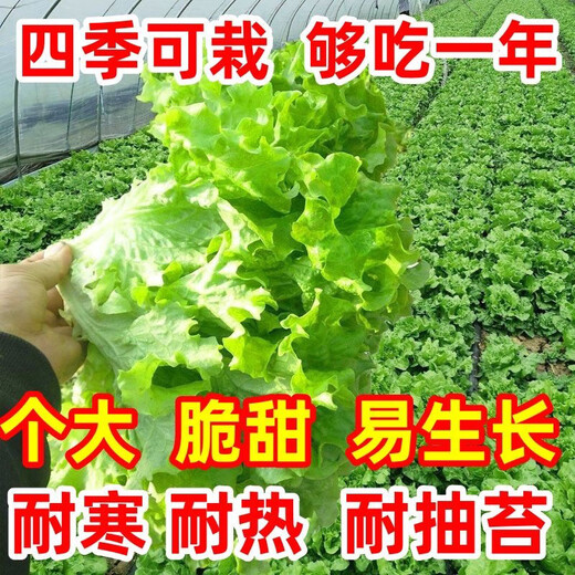 意大利生菜奶油玻璃生菜种子生吃耐寒耐热 意大利耐抽薹生菜新种子 全年可种植 高芽率2包3899粒