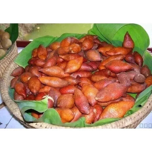 Snake fruit saplings potted snake fruit saplings Thailand Indonesian snake fruit saplings can be planted in the north and south. One 3-year-old seedling (more than 10 years old is easy to maintain) 50cm (inclusive)-60cm (exclusive)