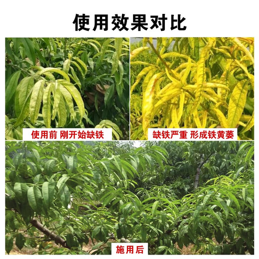 EDDHA-FE6 Fertilizante con hierro quelado Fertilizante foliar Árboles frutales y hortalizas Amarillamiento de los cítricos Hojas amarillas Enfermedad de las hojas blancas Suplemento de hierro Fertilizante soluble en agua EDDHA-Hierro quelado Caja completa 24 Jin Jin equivalente a 0,5 kg