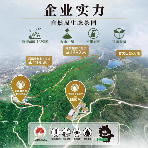 Tianchi Tea Industry 1392 Phoenix Dancong Chaozhou Gaoshan Tea Phoenix Dancong Tea Old Teng Milan 100g*1 Can