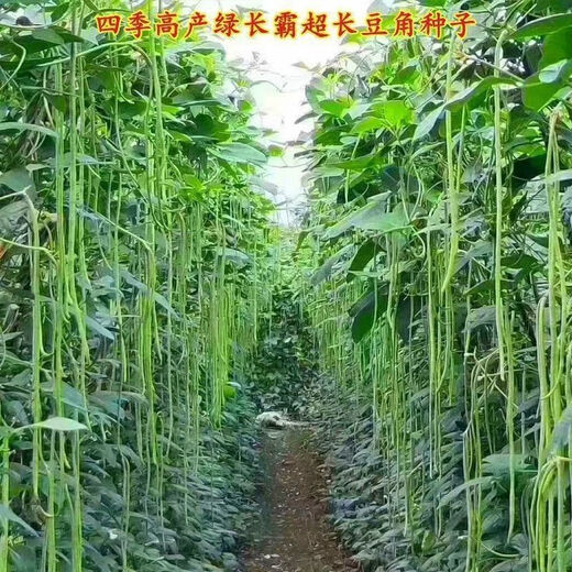 Special Green Pioneer Bean Seeds Large Brand New Variety Cowpea Early Maturity Spring and Autumn French Bean Seeds Qc Four Seasons Full Shelves Green Pioneer Long Beans Only sell good seeds 5 packs of about 252 seeds High germination rate