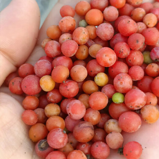 Chinese herbal medicine seedlings, powdered fangji seedlings, Elecampane seeds, golden thread hanging gourds, Jiangxi Stephanotis genus Hanfangji seedlings, powdered fangji dry seeds, 1 Jin Jin is equal to 0.5 kg