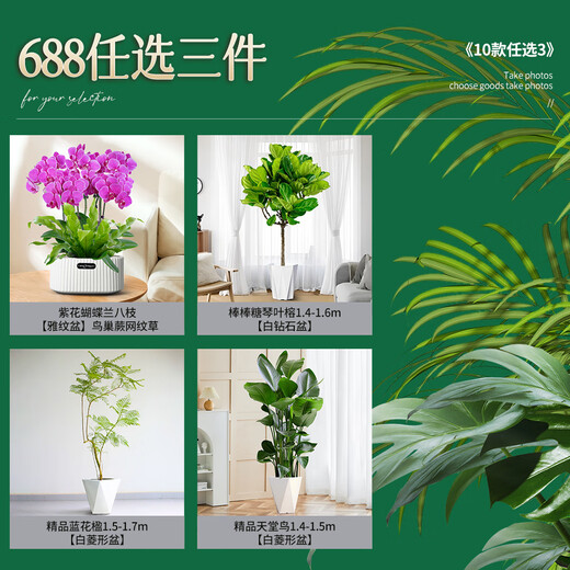 爱优尚【提货券】688任选三件绿植花卉盆栽乔迁开业送礼除甲醛源头直发