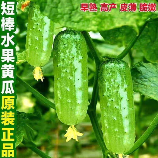 Rabbit leg fruit type authentic fruit cucumber short stick melon seeds field yard sowing early maturity in spring and autumn carefully selected 2 packs of about 100 seeds