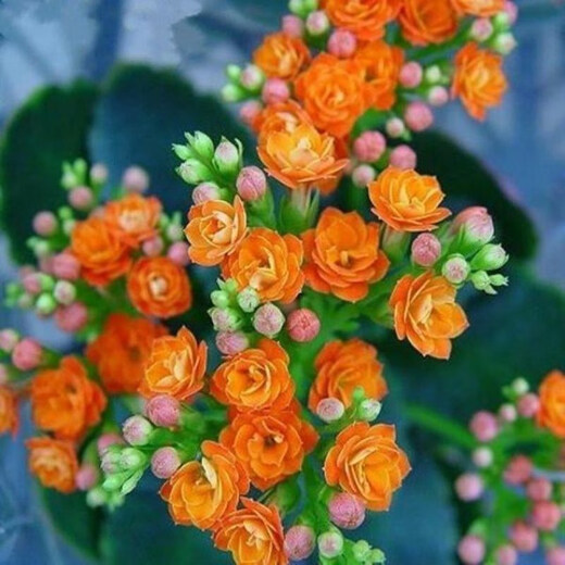 Double-petal longevity flower seeds, novice flower seeds, flower seeds, germination high package, version 1, 19 mixed colors, 50 capsules