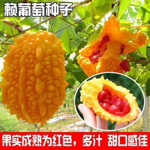 Small Seed Melon Seeds, Fruit Lai Grapes, Ley Grapes, Golden Bells, Small Ley Melons, Small Bitter Melon Vegetable Seeds, Four Seasons, Seed Melon Seeds, 20 capsules, simple package, free fertilizer
