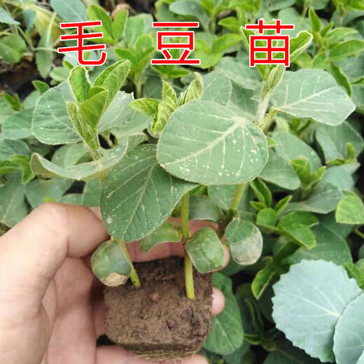 Seedlings full of edamame seedlings, early mature seedlings, green bean seedlings, soybean seedlings, soybean seedlings, green edamame seedlings, 10 edamame seedlings (3-4 together when planted)