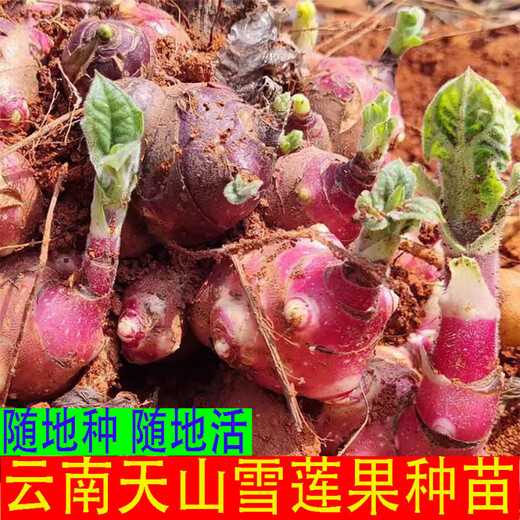 Yunnan Snow Lotus Seedlings Seedlings Seed Planting Fruit Seeds Bulb Seedlings Yellow Heart Fresh Base High Yield Soil 2Jin Jin is equal to 0.5kg (divided into 8 to 15 plants for planting)