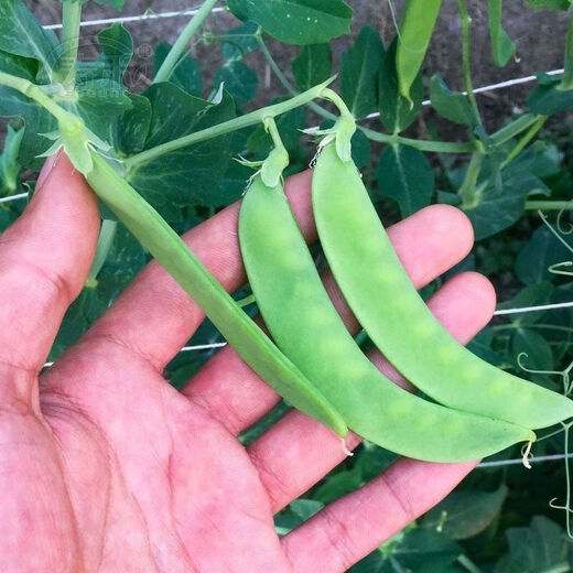 甜脆荷兰豆种子菜豌豆双花双夹耐寒农家自种秋冬季豆角菜种子 荷 荷兰豆种子[今年新种 #9898颗颗新种子--100粒