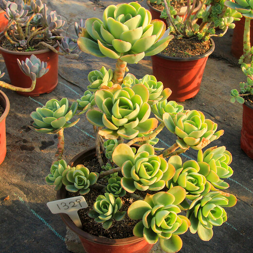 Envoyer une cavalerie Chun Bi Tao, une plante de pot amusante pour plusieurs pots, un coup de plantes succulentes, des tas entiers sans coupe, pas de coupures, pas de coupures, pas de coupures, pas de coupures, pas de coupures, pas de coupures, pas de coupures, pas de coupures, pas de coupe